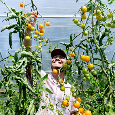 Student picking tomatoes at the Campus Community Farm