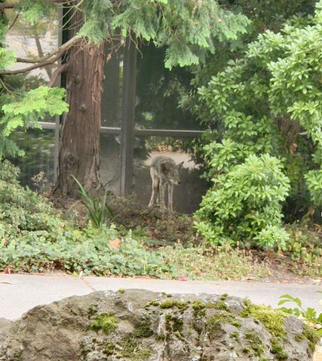 Coyote on campus