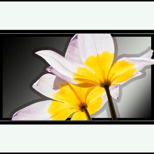 MOTHERS FLOWER - Photograph/Digital Art