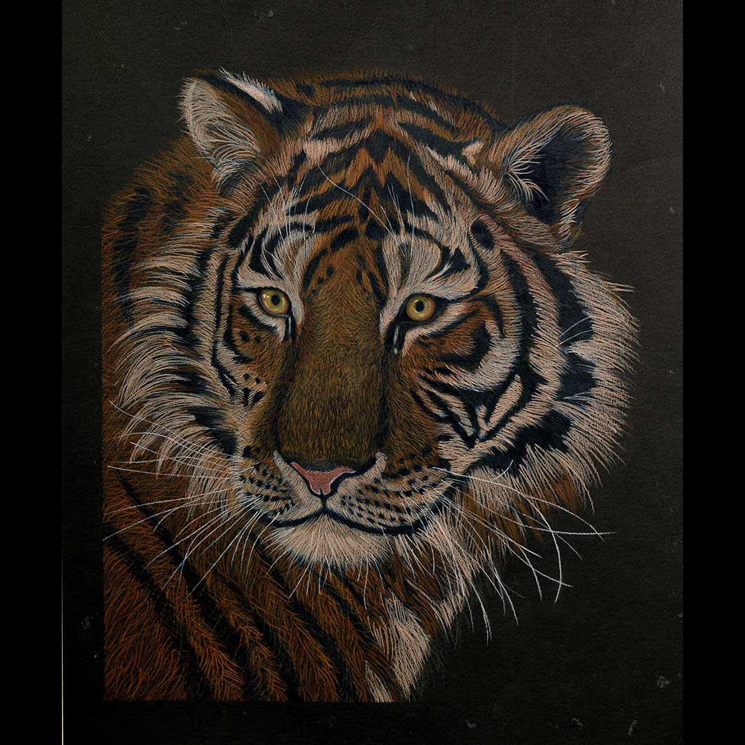 Vanisa Long, Colored Pencil, Panthera Tigris