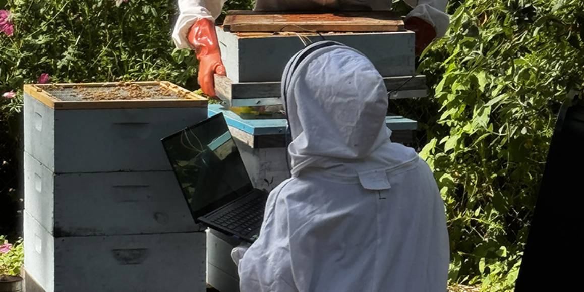 Naya Nasution conducting undergraduate research in a Bee Keepers uniform on the Edmonds College Campus Farm.