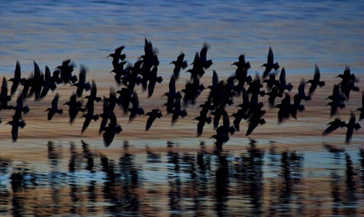 Birds