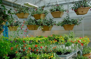 Plant hanging in the nursery/greenhouse