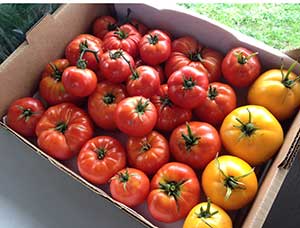 Tomatoes