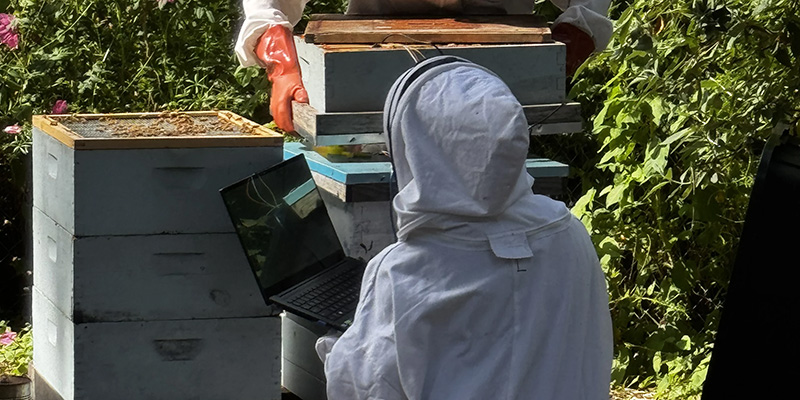Naya Nasution conducting undegraduate research in a Bee Keepers uniform on the Edmonds College Campus Farm.