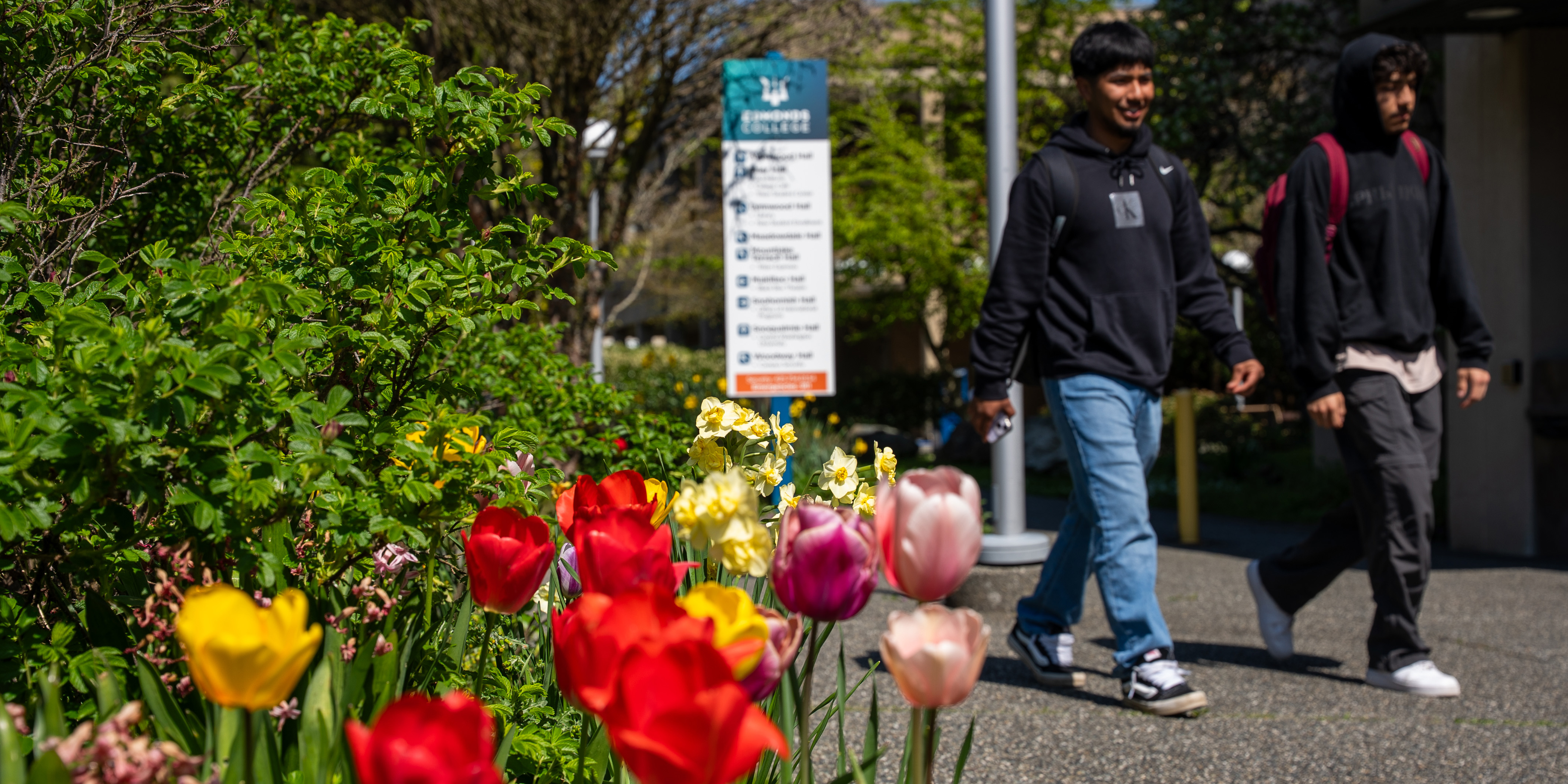 Two students walking past a flower bed of tulips on the Edmonds College Campus.