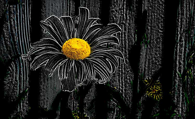 Black Daisy, Photograph/Digital Art, 19x13", 2019 