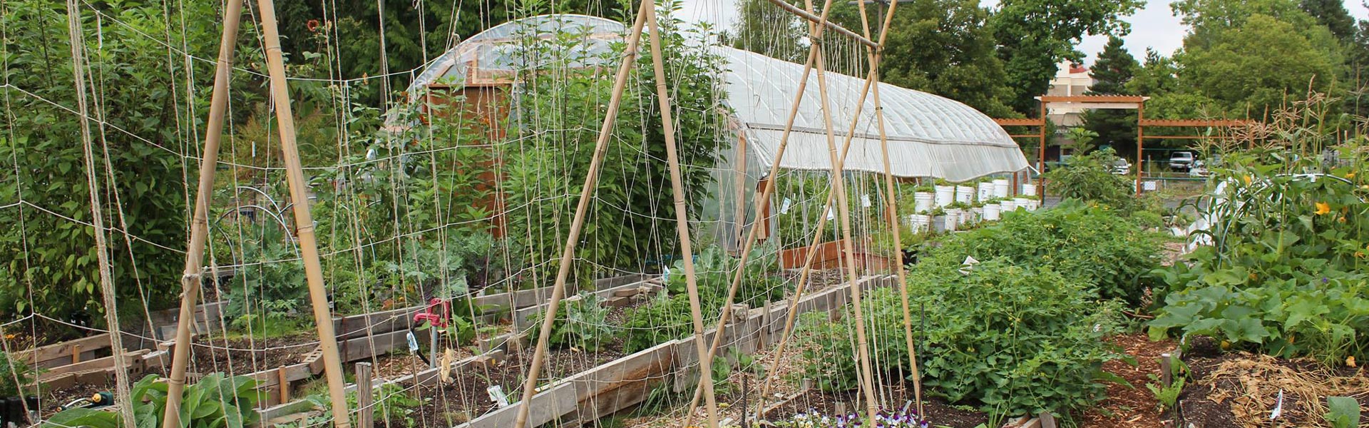 Greenhouse at the Campus Community Farm