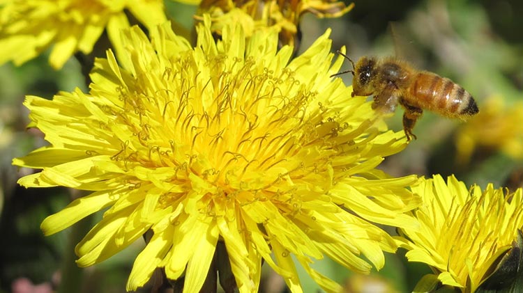 Bee near a flower