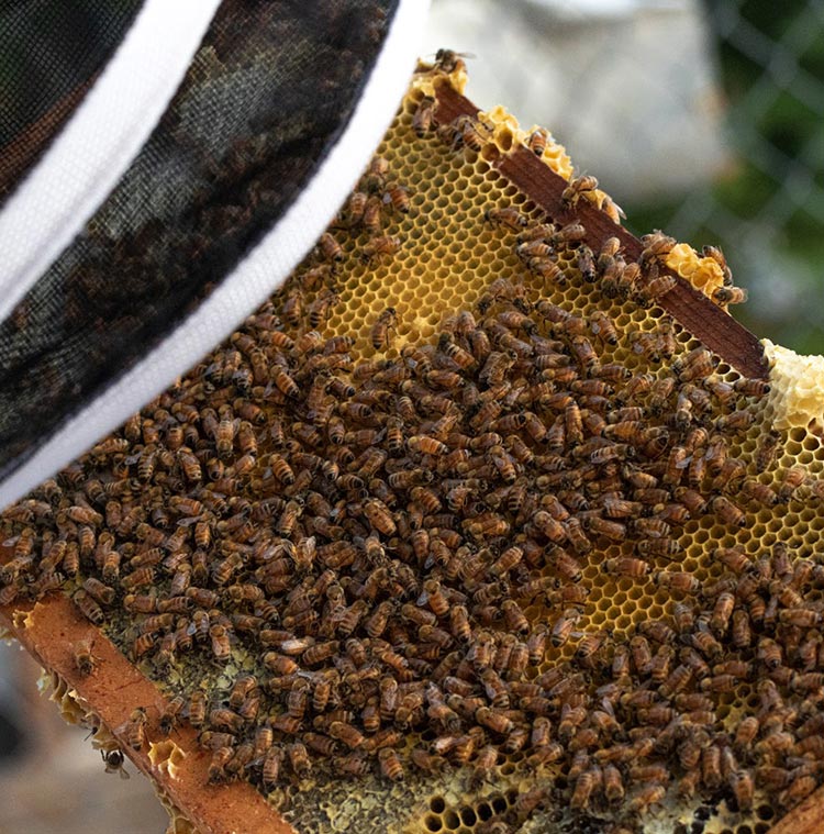 Students working on bee hives