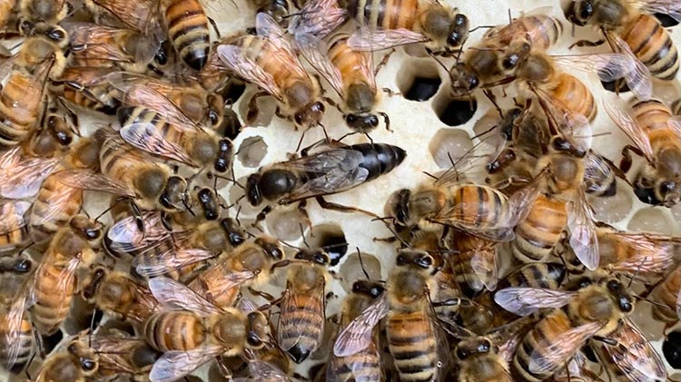 queen with bees