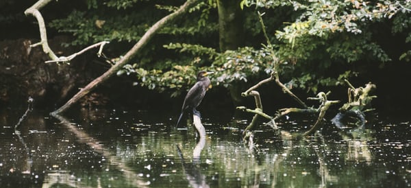 Wetlands