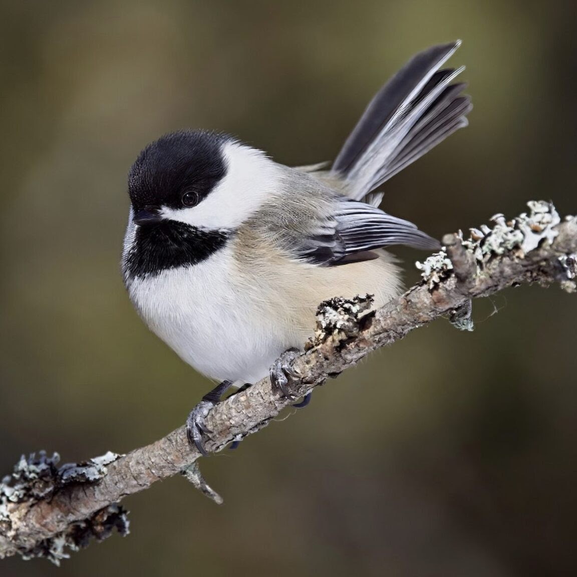 Bird sitting on a branch