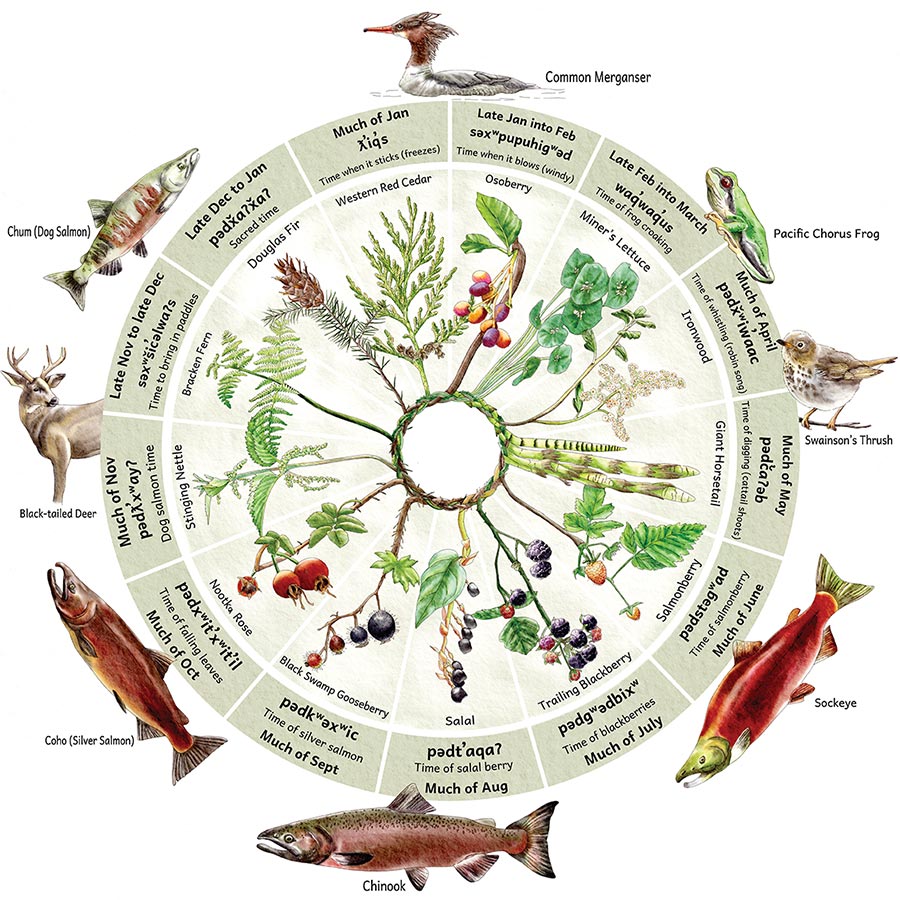 The seasonal round depicted here references the 13 moons lunar calendar used by Coast Salish Tribes including the Upper Skagit, Sauk Suiattle, Samish, and Swinomish. The Lushootseed words and their meanings reflect the important activity or event that occurs throughout the year. This image is featured on Skagit Land Trust's interpretive sign in Marblemount.