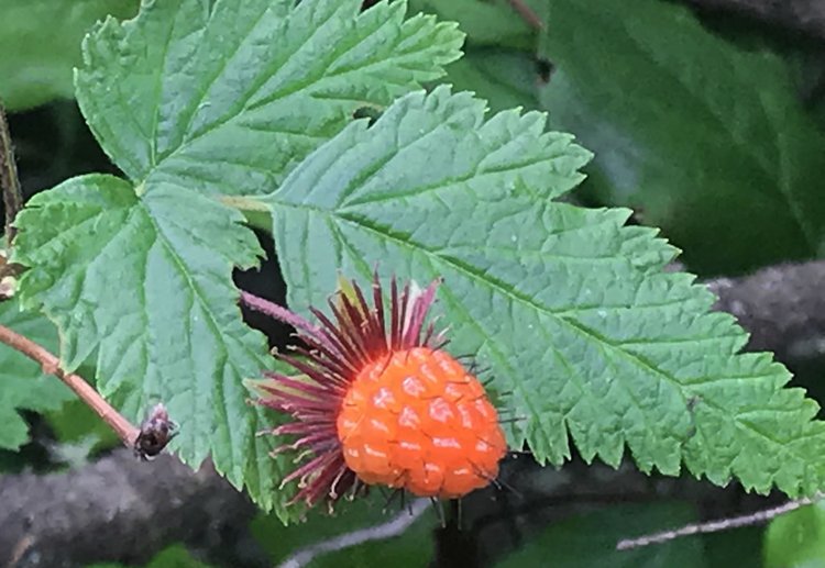 salmon berry