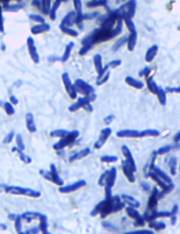 Bacillus subtilis