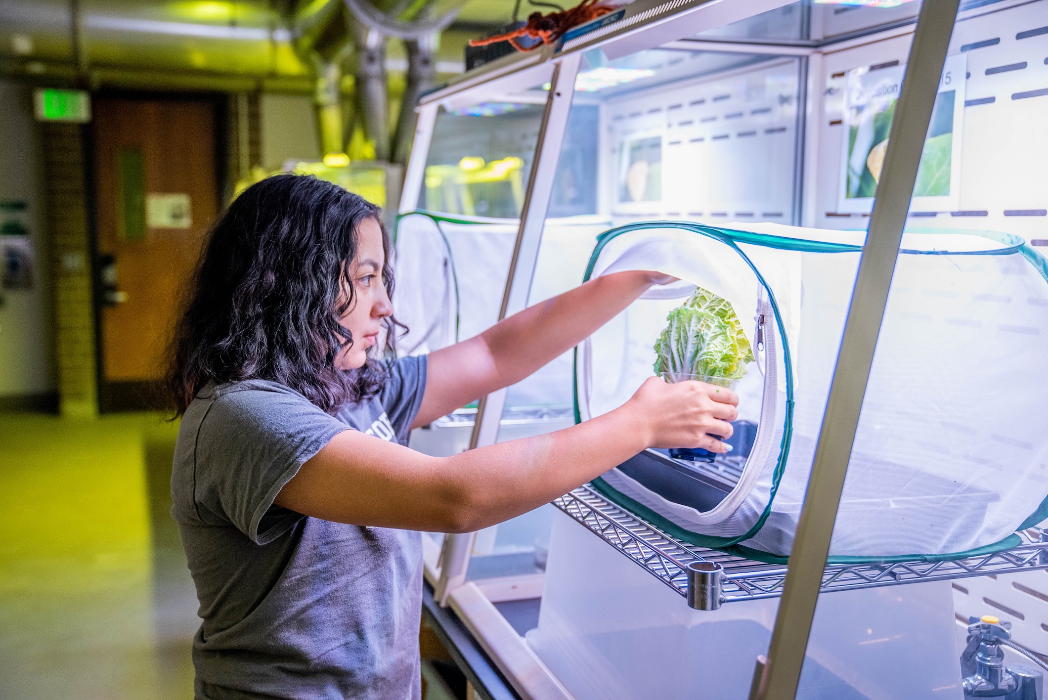student doing research in butterfly lab