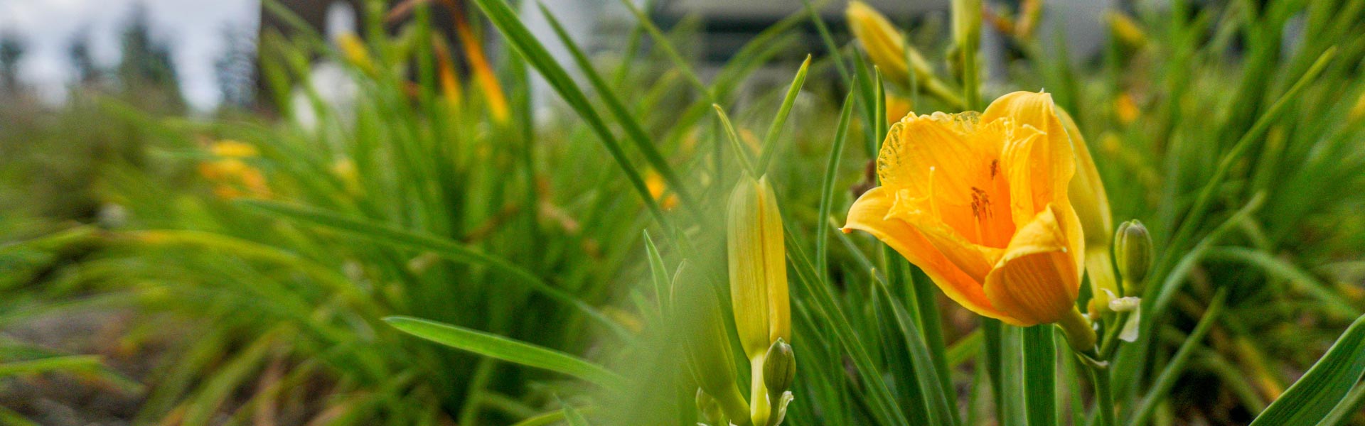 Yellow flower