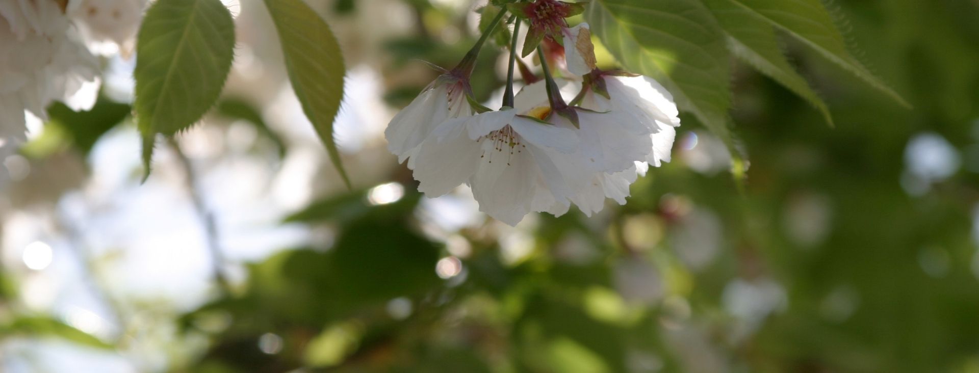 white flowers hanging down against green leaves